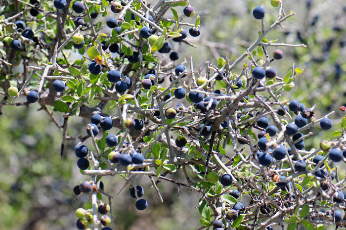 Ziziphus obtusifolia, Lotebush